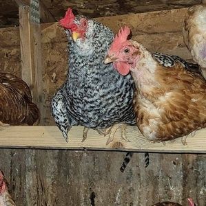 Meet your Posher, Leonard